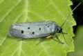 Ethmia aurifluella